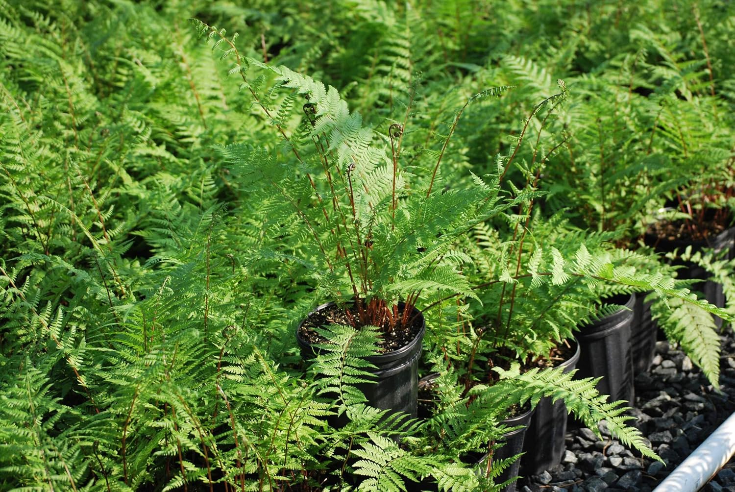 Perennial Farm Marketplace Athyrium filix-femina 'Lady in Red' (Athyrium filix-femina 'Lady in Red') Hardy Fern, Size-#1 Container, Lime Green and Burgundy Fronds
