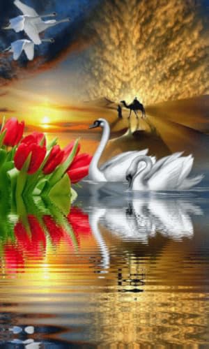 Beauty Swan Pictures – vue 4