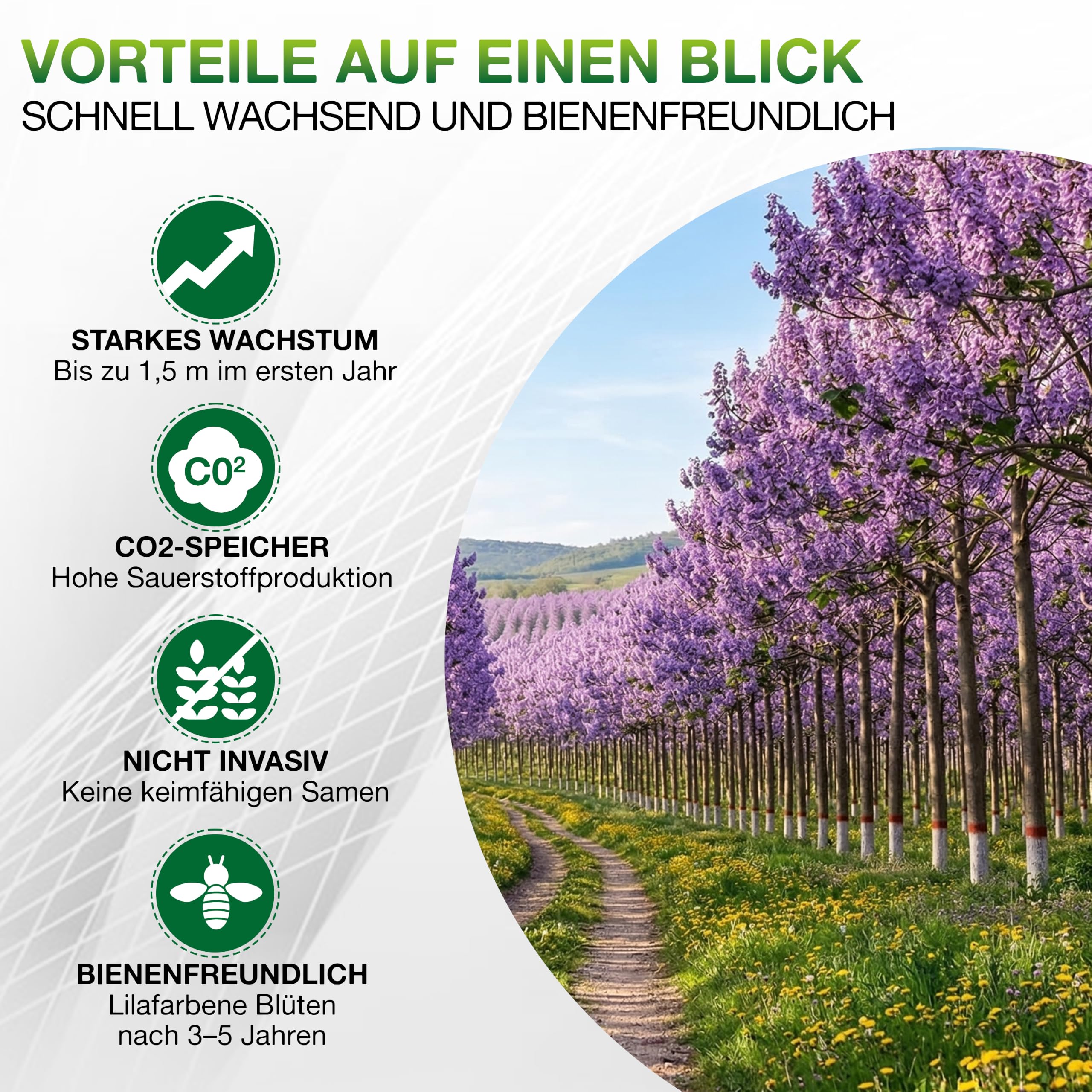 Blauglockenbaum Paulownia Nordmax 21® P. tomentosa x P. fortunei schnellwachsend - auch bekannt als Kiri-Baum, Kaiserbaum mit blauvioletten & glockenförmigen Blüten als CO2 Baum (1x 15 cm-Topf)