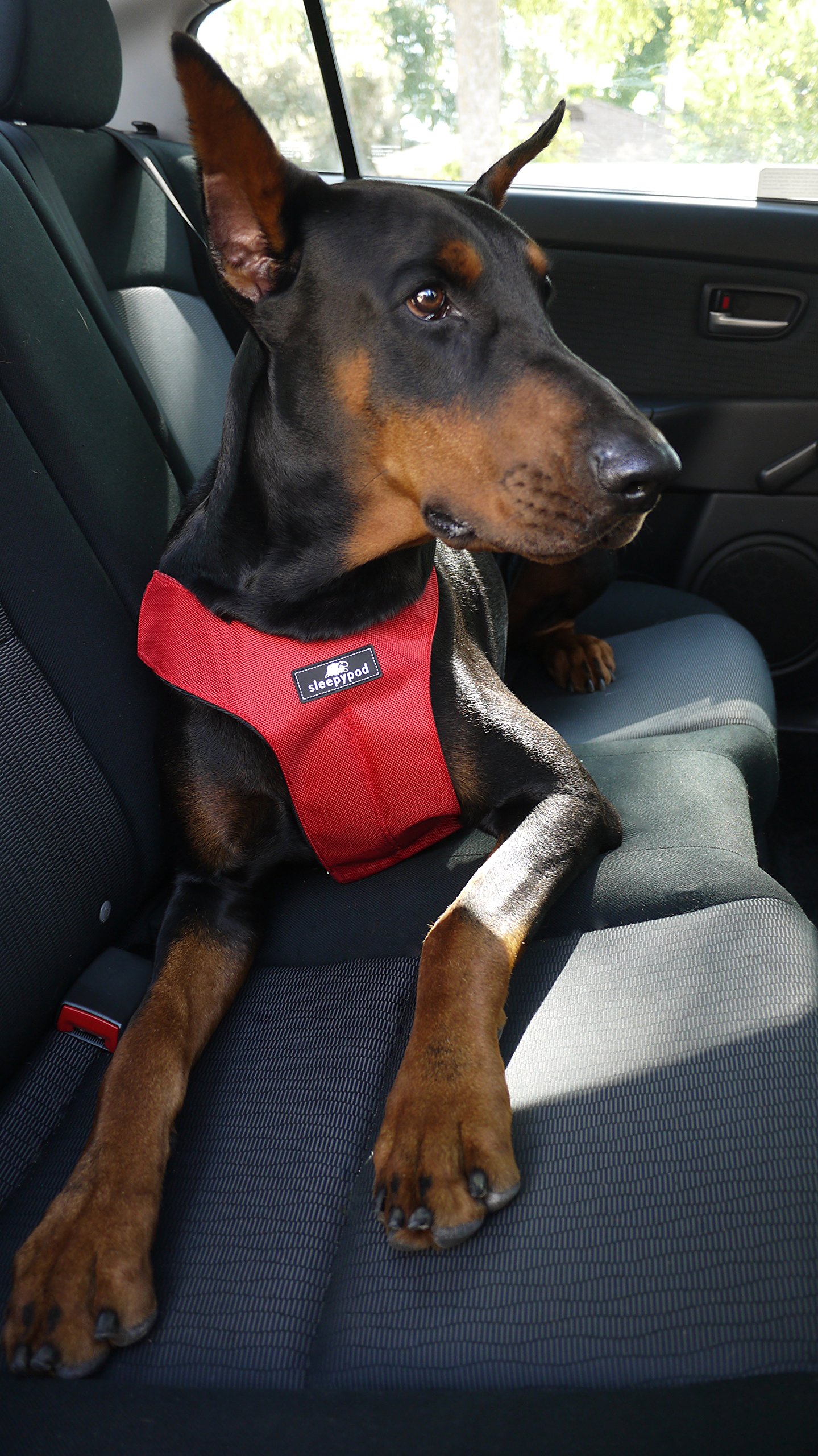 Sleepypod ClickIt Sport Crash-Tested Car Safety Dog Harness (Medium,  Strawberry Red)