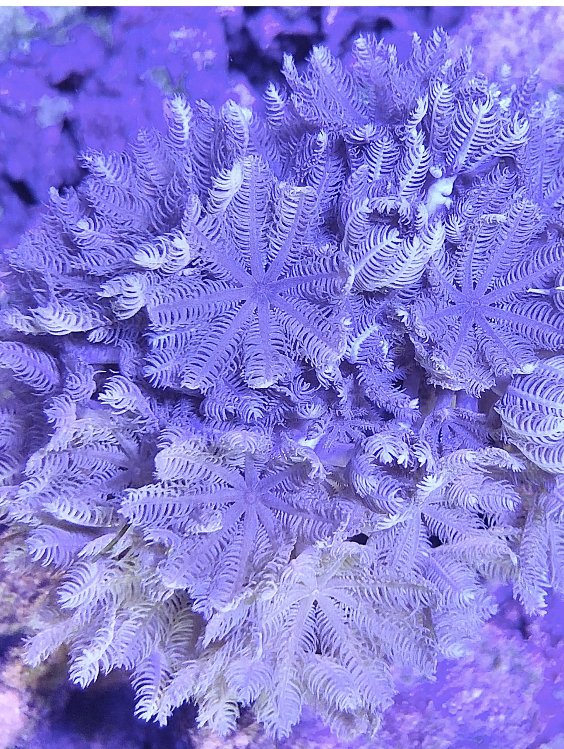 Live Saltwater Corals, Coral Decor for Aquarium, Livestock, Reef, Marine, Red Sea Pulsing Xenia Coral. (Frag)