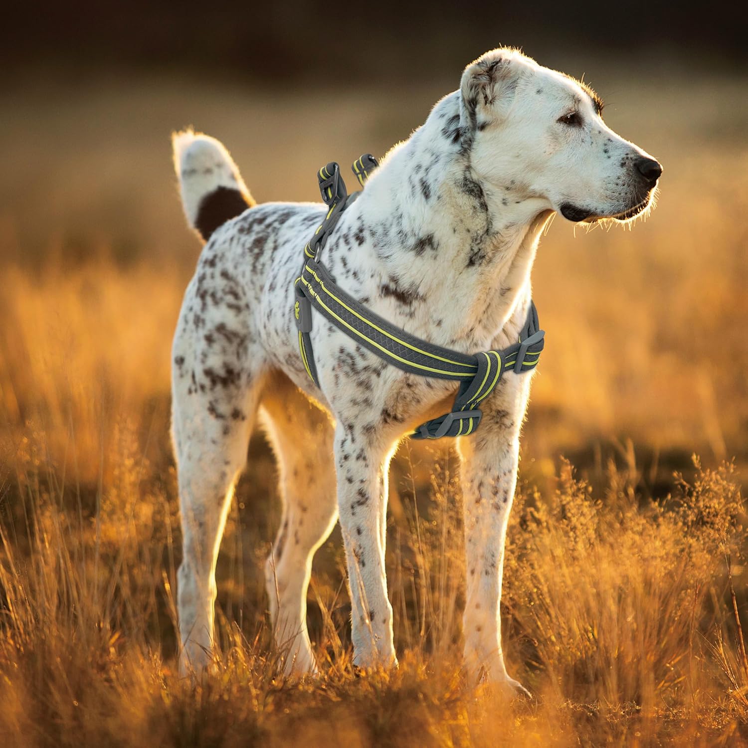 DOCO Solar Air Step-in Reflective Dog Mesh Harness for Walking
