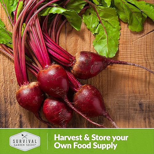 Miniatura 5 de Survival Garden Seeds - Semilla de remolacha Ruby Queen para plantar - Paquete con instrucciones para plantar y cultivar remolachas rojas dulces,