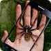Spider & Hand Crazy Prank