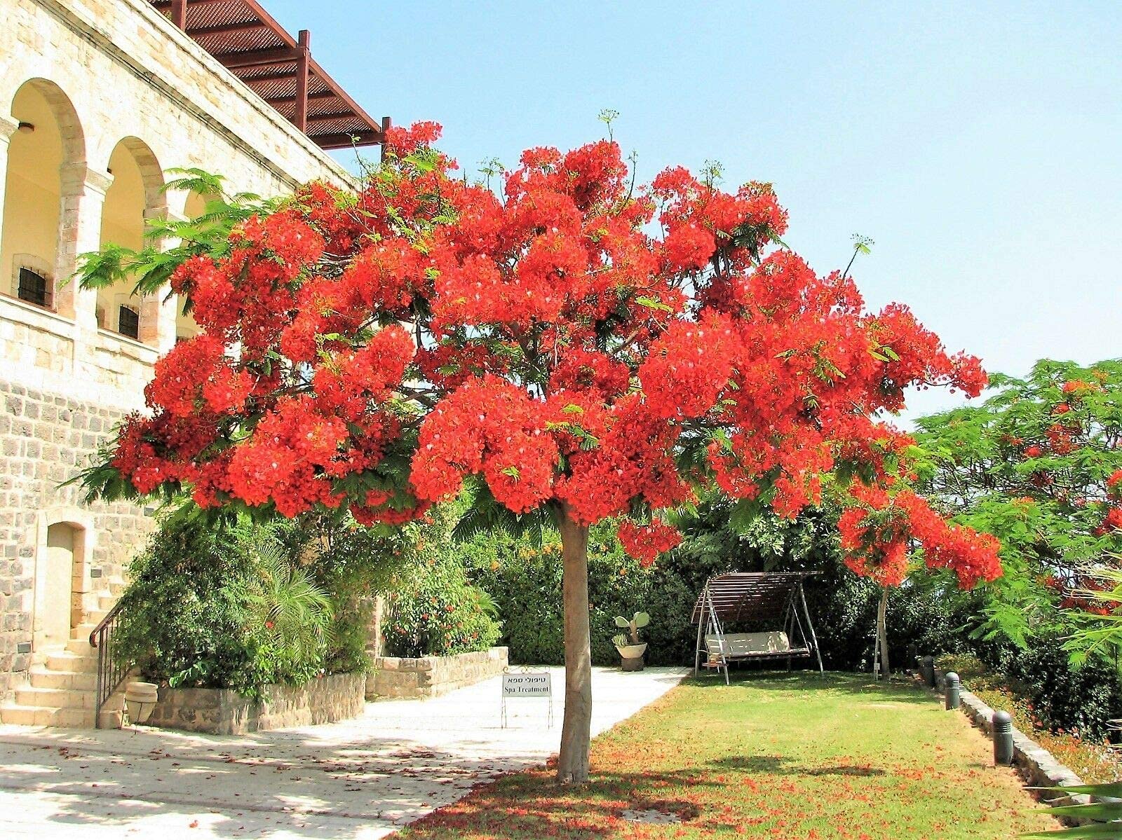 Royal Poinciana Tree Delonix Regia Aka Red Flame Flamboyant Tree Flower Jocad (10 Seeds)