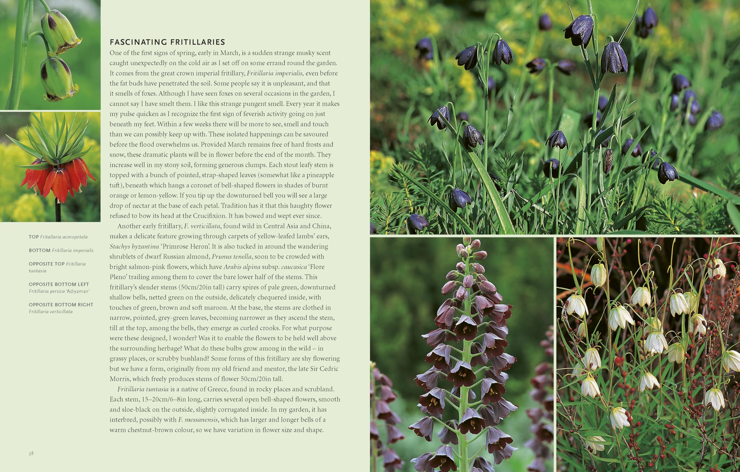 Drought-Resistant Planting: Lessons from Beth Chatto's Gravel Garden