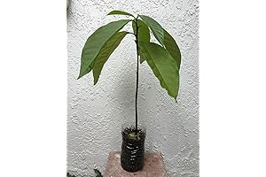 Grow an Abundant Harvest with Our Organic Avocado Tree