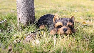 Hi- Line Gift 87710-M Yorkshire Terrier Puppy Sleeping Pet Pals Statue, Black