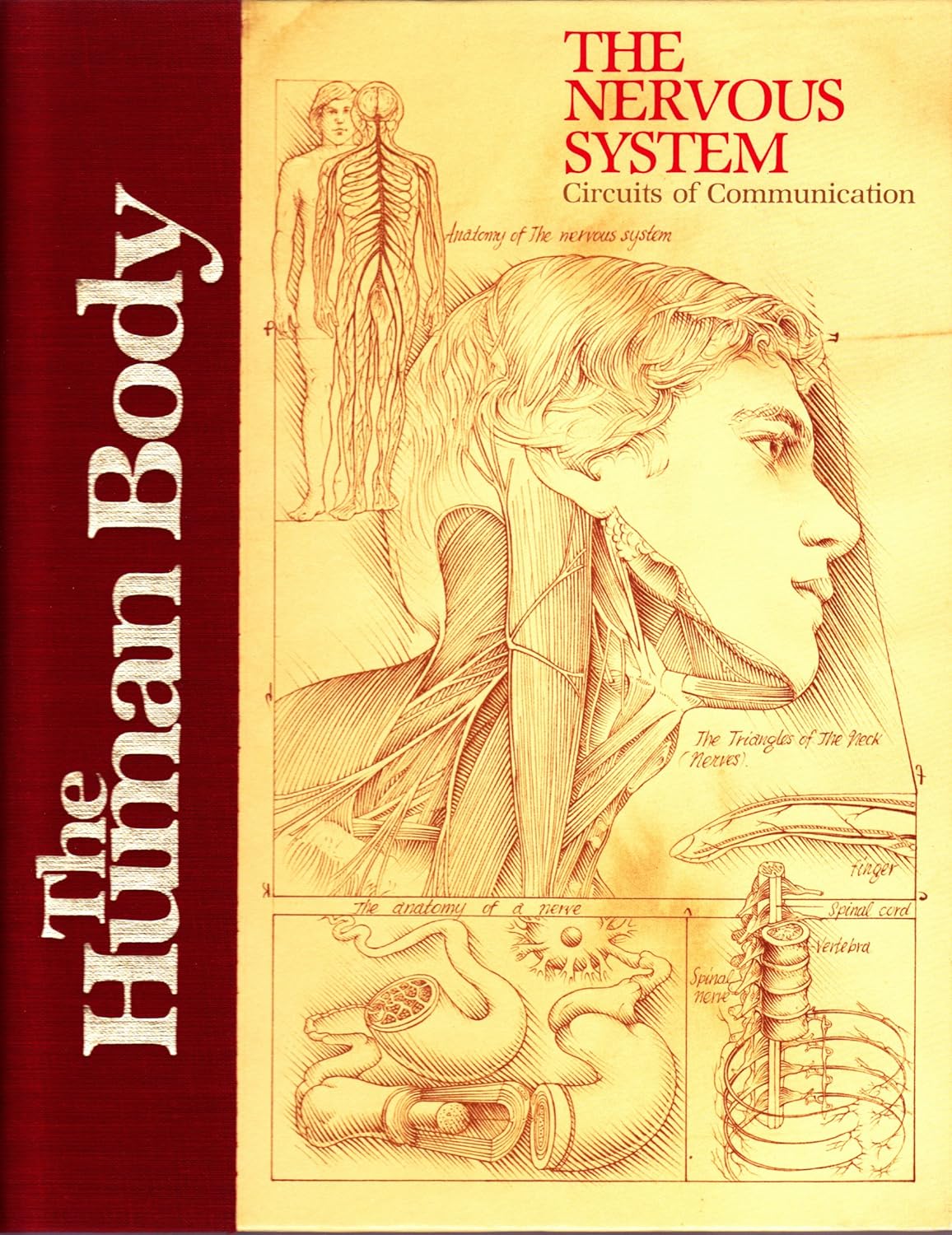 Nervous System: Circuits of Communication (Human Body Series): unknown ...