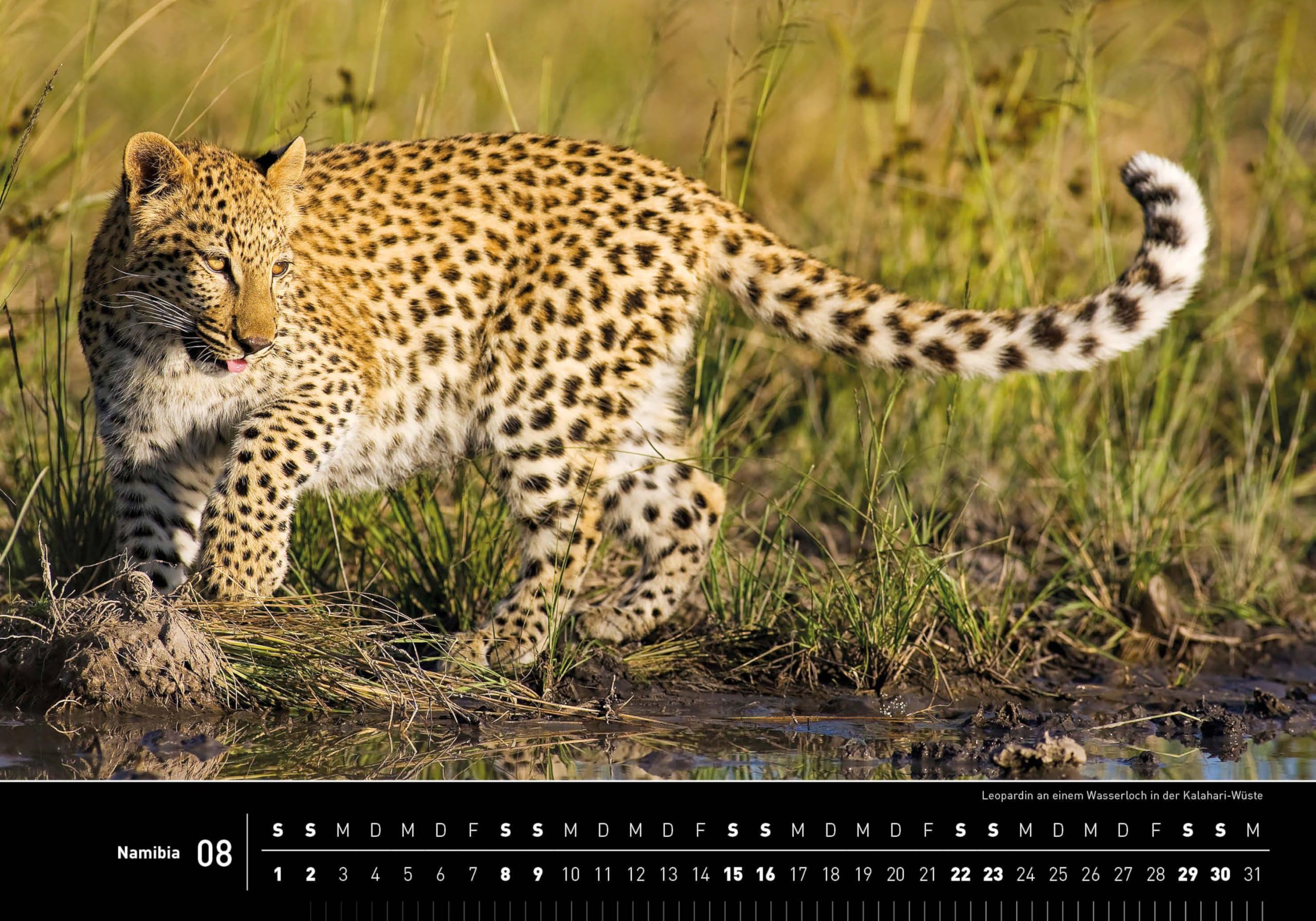Namibia Premiumkalender 2026 (360° Premiumkalender 2026: Format 50 x 35 cm)