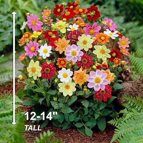 Miniatura 4 de Garden State Bulb Topmix Single Mix - Bombillas de flores de dalia multicolor, primavera (bolsa de 8)
