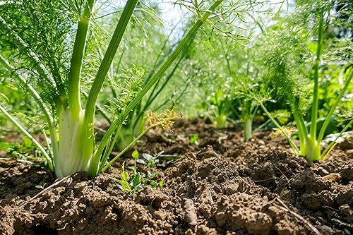 Miniatura 7 de TKE Farms & Gardens - Semillas de hinojo Florence para plantar, 0.04 oz, 200 semillas de reliquia, sin OMG, el paquete incluye instrucciones para