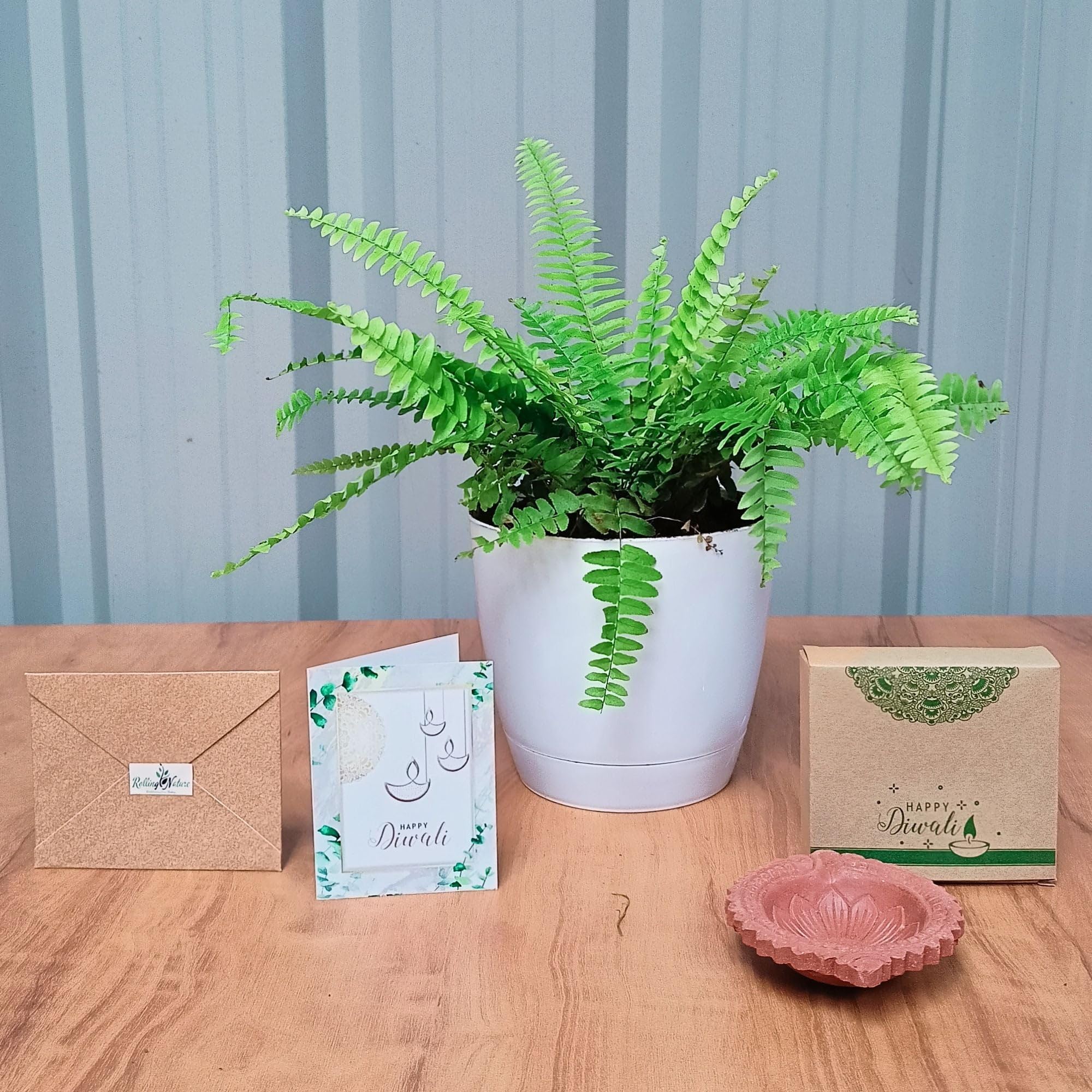Rolling Nature Diwali Combo of Live Green Fern Plant in White Self-Watering Plastic Planter with Base Tray | Small Greeting Card with Golden Envelope | Diya with Diya Box (B0DH57HG4Z) Amazon Price History, Amazon Price Tracker