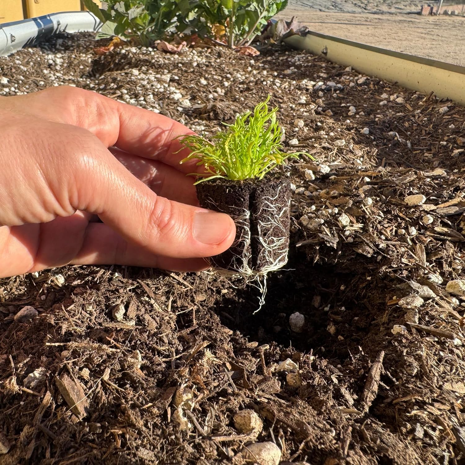 Chamomile Seedlings: Ready-to-Plant, Starts, Starters, Plugs, Garden Ready, Live Plants, Transplants, Pre-Sprouted, Soil & Hydroponic Gardens (12 Seedlings)