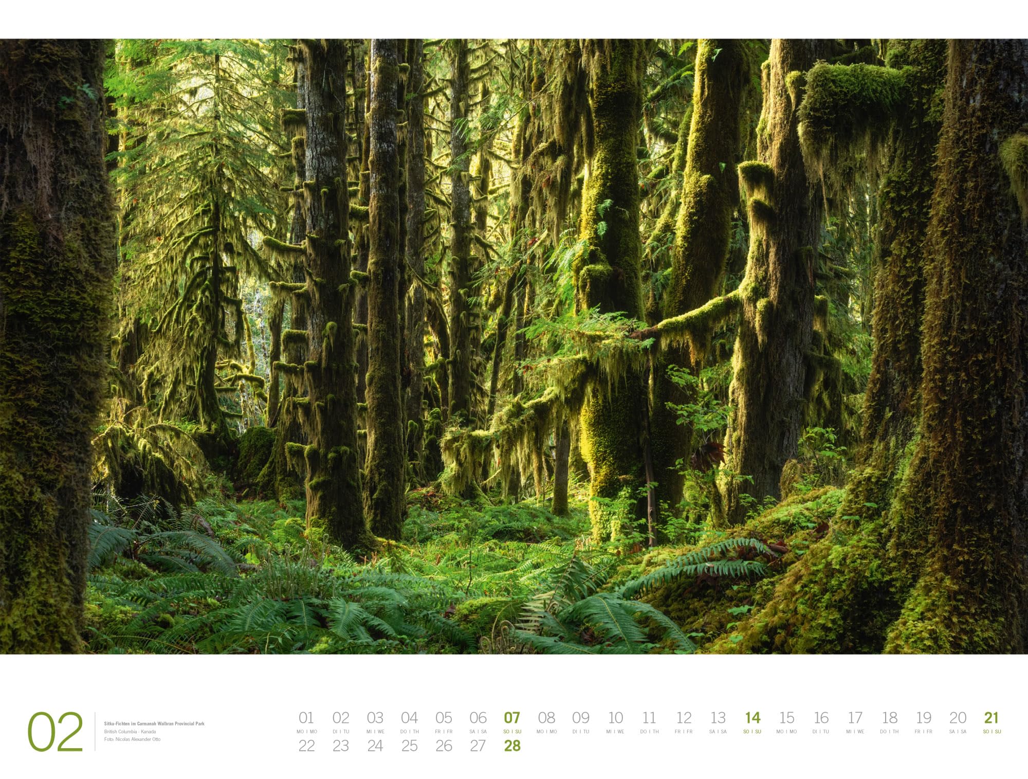 Wald Gallery Kalender 2027: Geschmackvoller Natur-Kalender im großen Querformat (66x50 cm) | Wälder und Bäume im Großformat