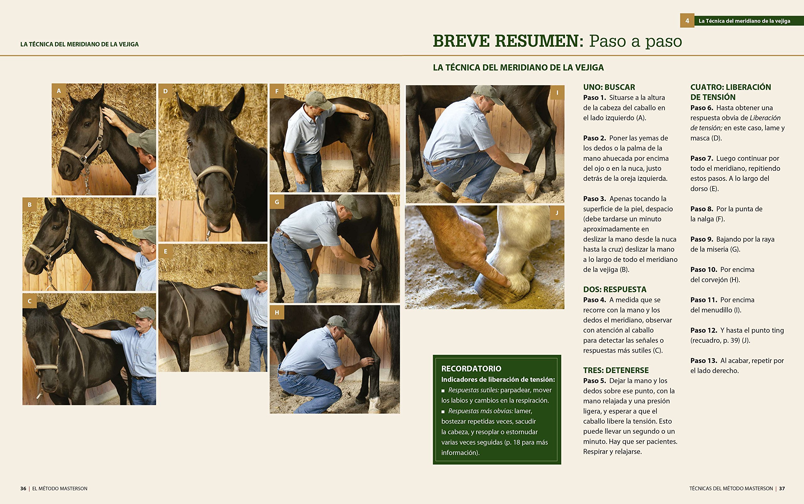 El Método Masterson. Ejercicios Y Técnicas Para Mejorar El Rendimiento Del Caballo: Innovador método de interacción con el caballo para aliviar dolores y tensiones (DEPORTES)
