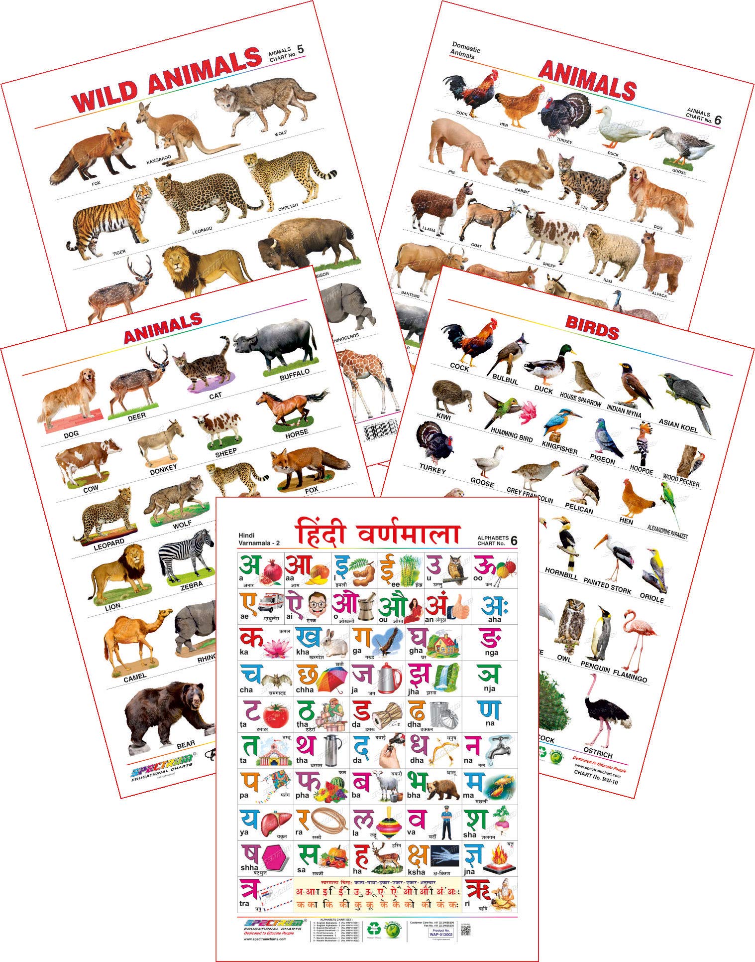 Spectrum Educational Large Wall Charts (Set of 5) : ( Hindi Varnamala , Wild Animals , Domestic Animals , Animals & Birds )