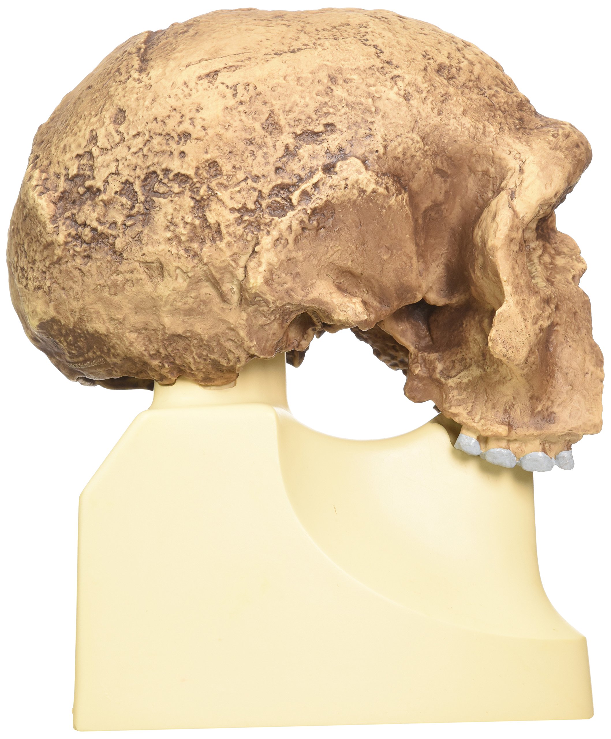 3B Scientific - Schädelreplikat Homo steinheimnensis (Berkhemer, 1936)