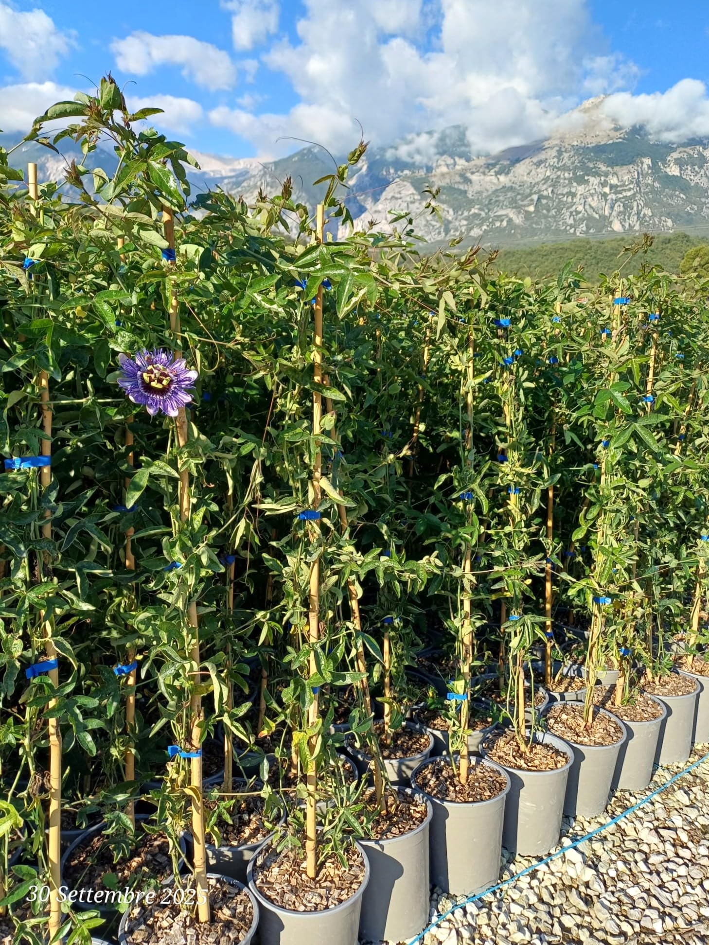 Passiflora Caerulea pianta rampicante in vaso ø19 cm h. 90/100 cm FOTO REALE Vivaio di Castelletto