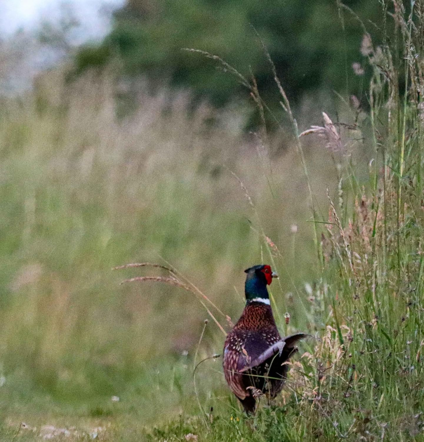 Perennial Upland Game Bird Food Mix, Food Plot Seed, 1/2 Acre, Provides Both Food and Cover for Wildlife, Grows 3 to 8 Feet Tall, Pheasants, Turkeys, Quail, Deer