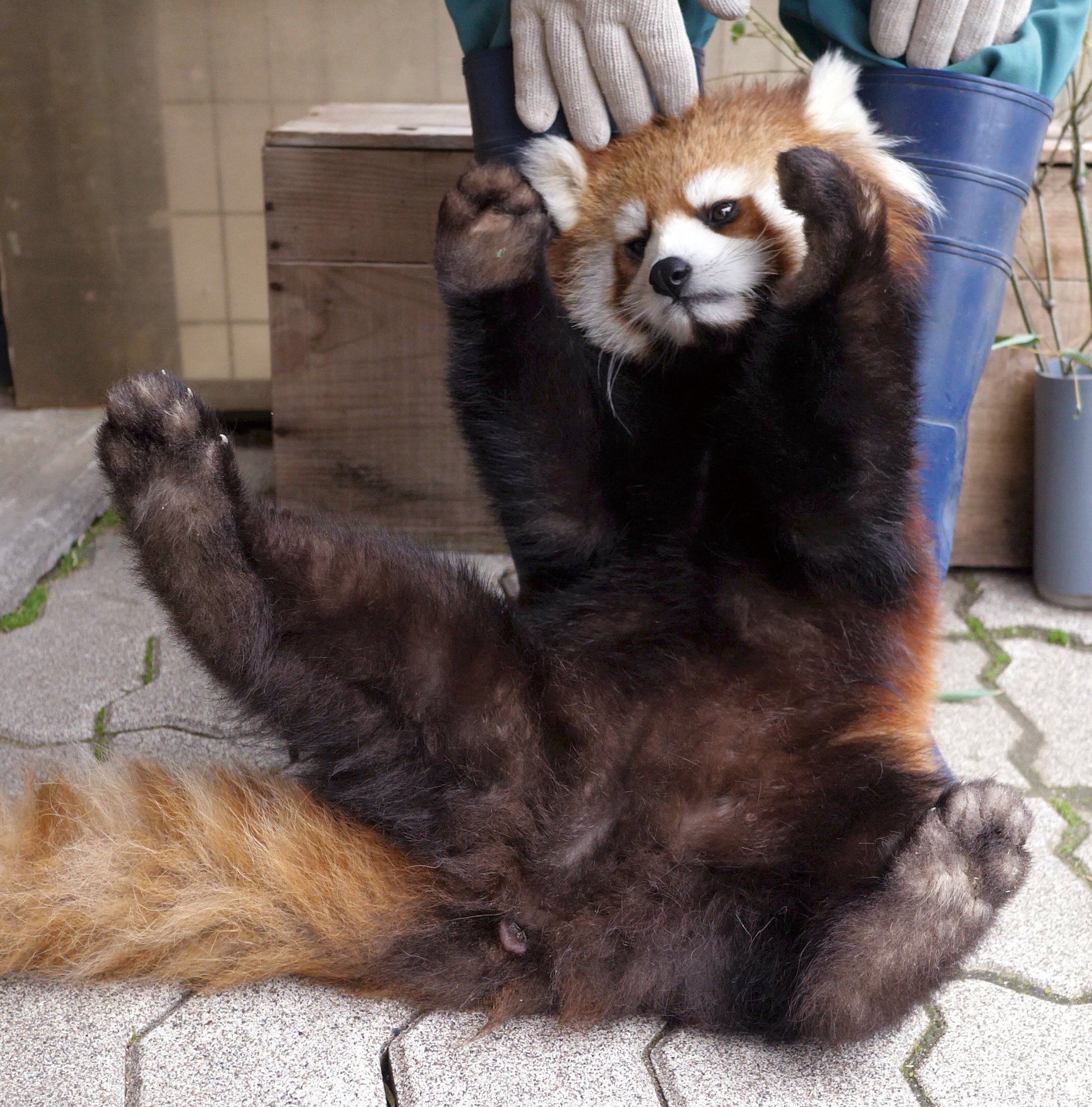 へんてこ レッサーパンダ 石簾 マサ 本 通販 Amazon