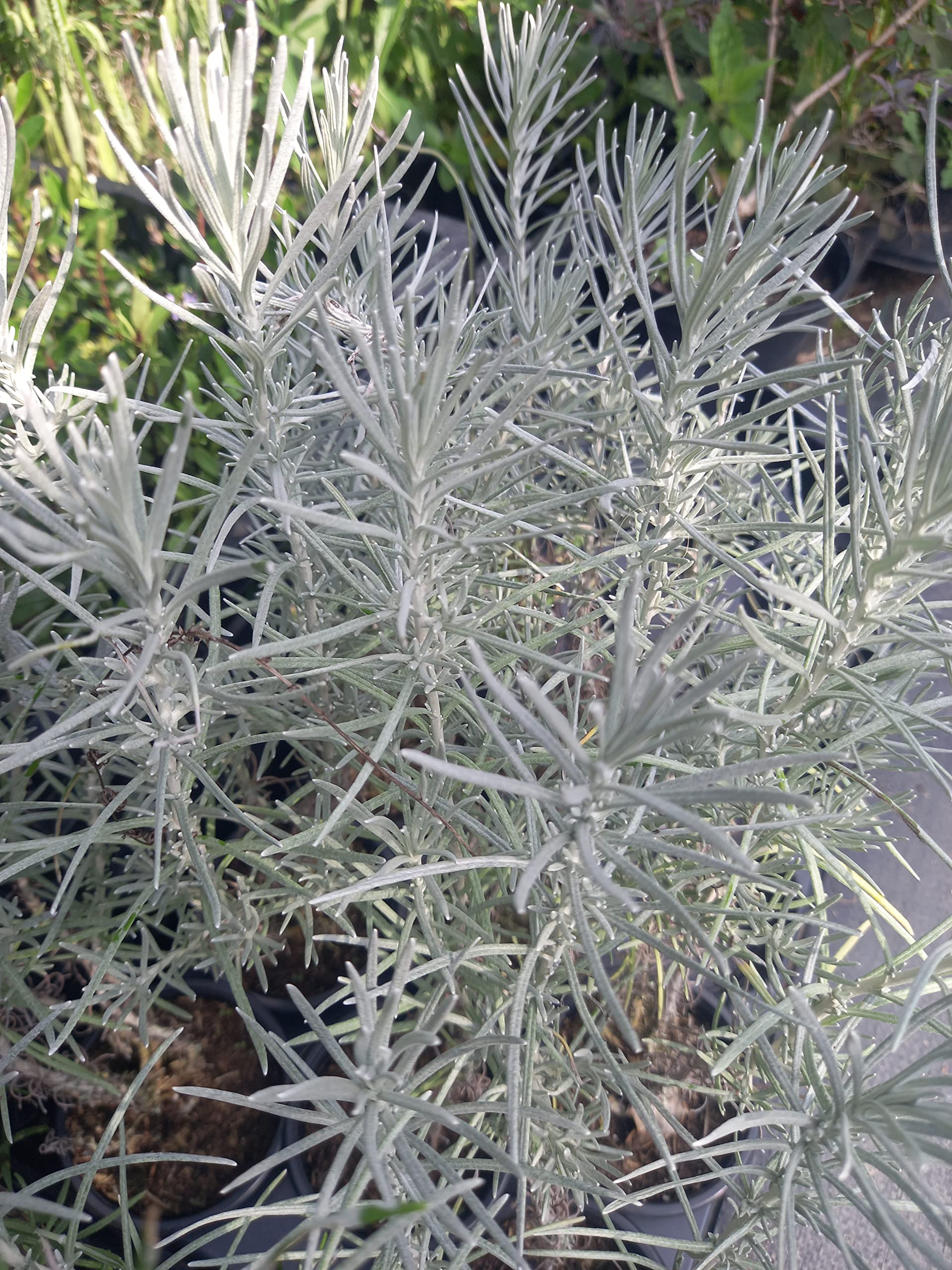 Curry Plant (Helichrysum italicum) 9cm Potted Plant