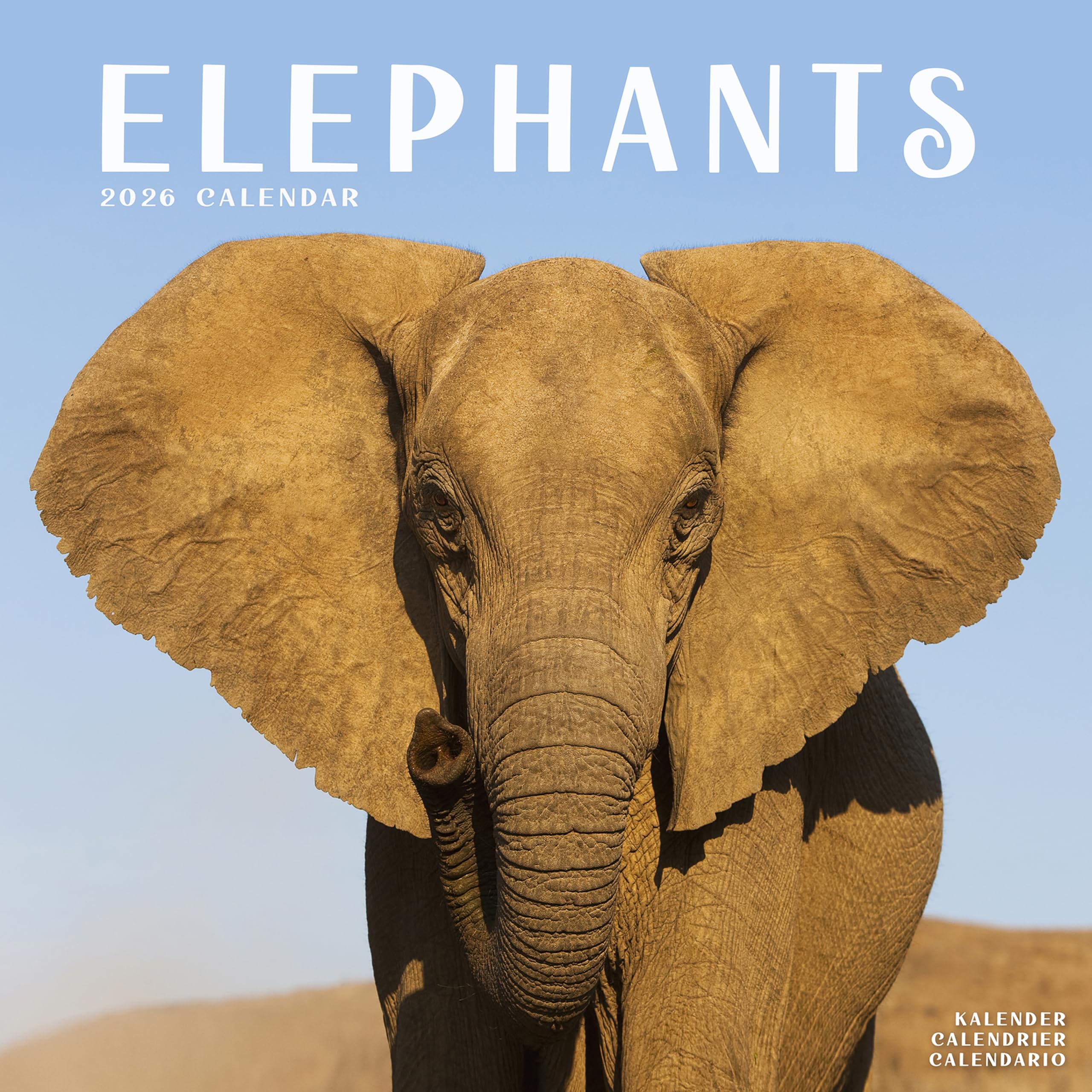 Elephants 2026 Calendar | Square Wall Calendar | Animal Gift | Plastic Free Packaging | by Avonside Publishing