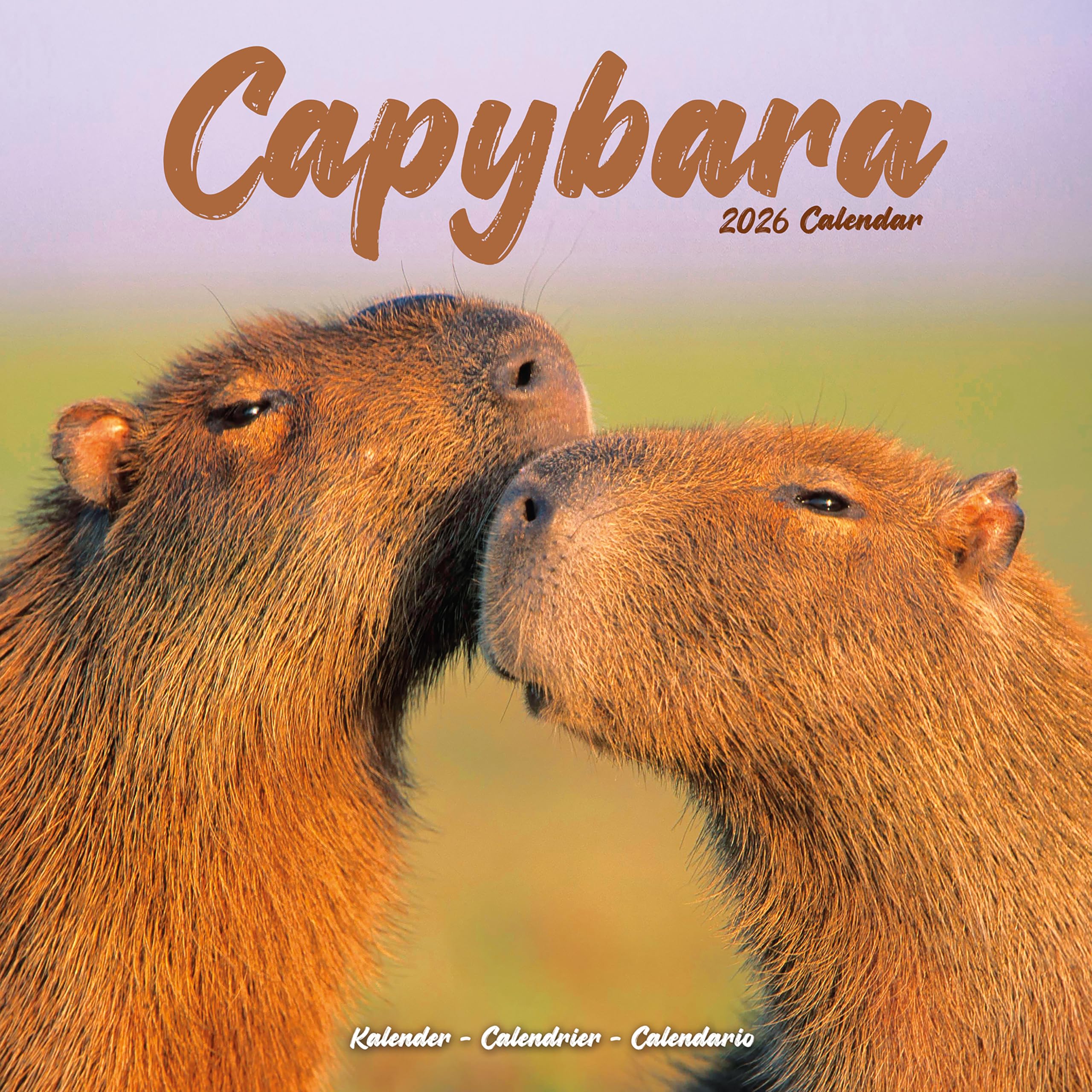 Capybara 2026 Calendar | Square Wall Calendar | Animal Gift | Plastic Free Packaging | by Avonside Publishing