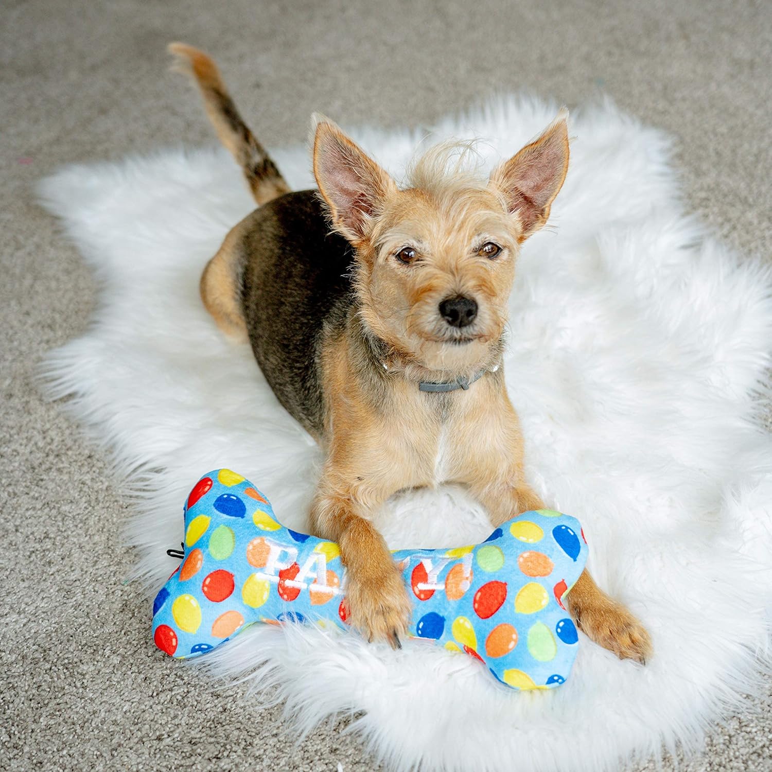 Huxley & Kent Dog Bundle | Blue Party Time Birthday Bundle | Large | Party Hat, Bow Tie, Power Plush Dog Bone
