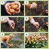 Calla Lily Bulbs Hardy Perennial - Purple and Pink Zantedeschia Collection - 10 Large Flower Bulbs - Real Plants from Holland - for Garden and Pot (No Seeds Not Artificial)