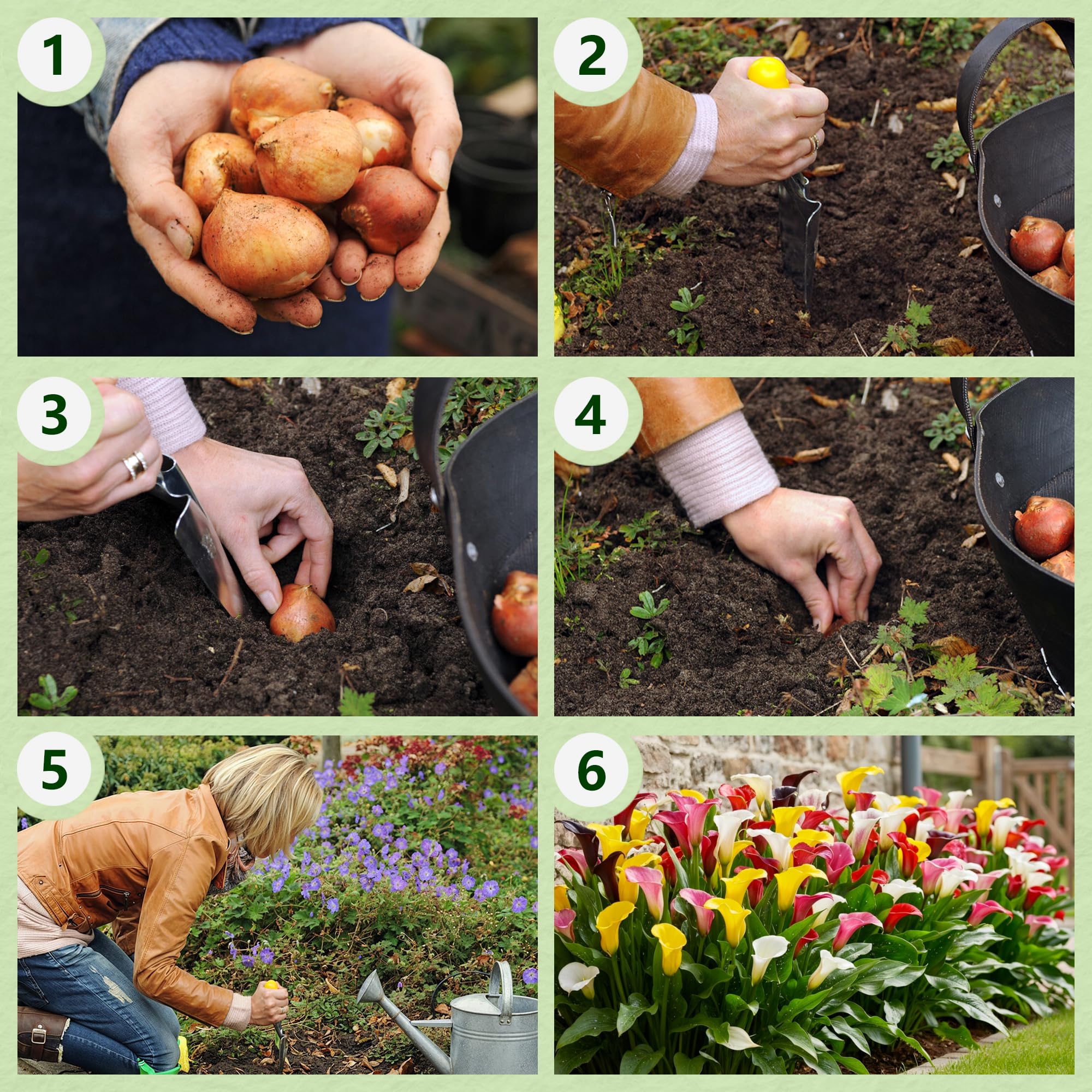 Colección de bulbos de flores de lirio de cala morado, negro y rojo, bulbos de Zantedeschia, 5 piezas reales y grandes que tienen más de 5 flores, ideales para la maceta, de Holanda