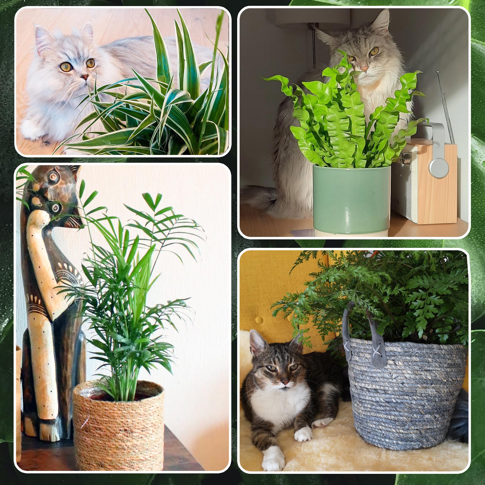 6er Box Zimmerpflanzen Happy Cat – Tierfreundliches Set mit Bergpalme, Nestfarn, Grünlilie & Glückskastanie – Höhe 15-70 cm – Töpfe 10,5-17 cm – frisch aus der Gärtnerei – Green Me Up