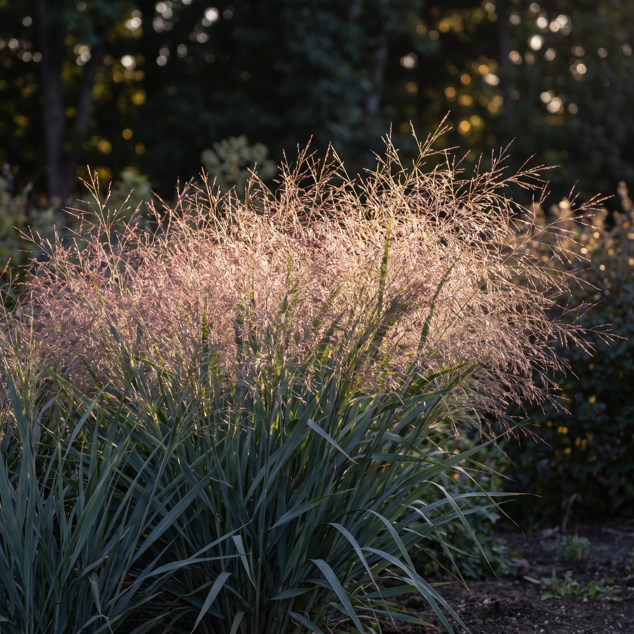 Stauden Gänge 10 x Panicum virgatum 'Dallas Blues' Blaue Rutenhirse