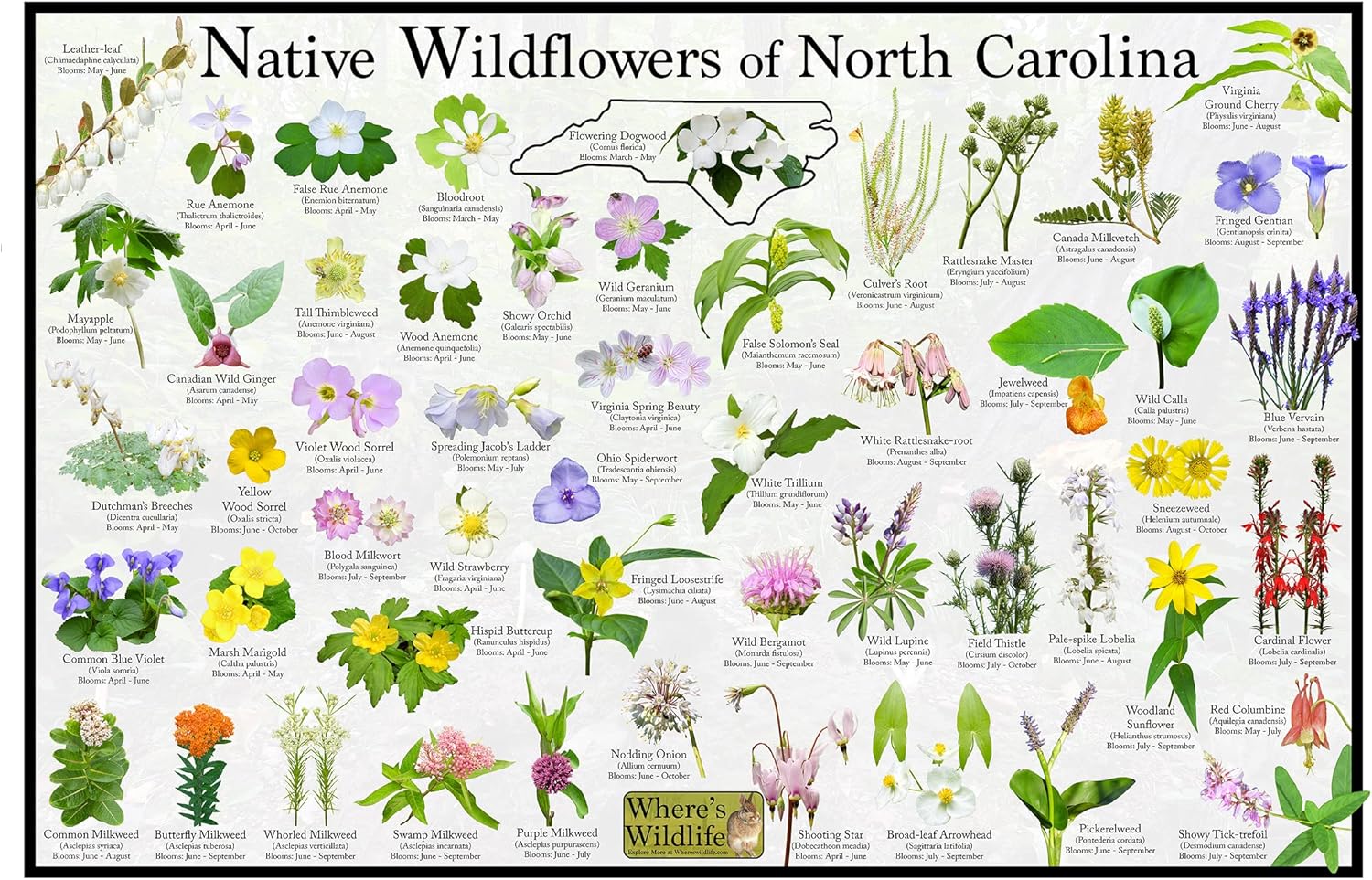 Where's Wildlife Native Wildflowers of North Carolina/State