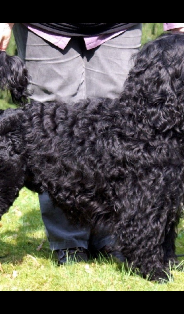 Portuguese Water Dog Wallpaper &ndash; HD Wallpapers of Portuguese Water