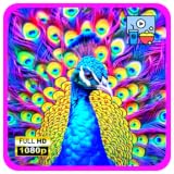 Peacock Prism Show – Vivid Feather Colors & Royal Visual Display
