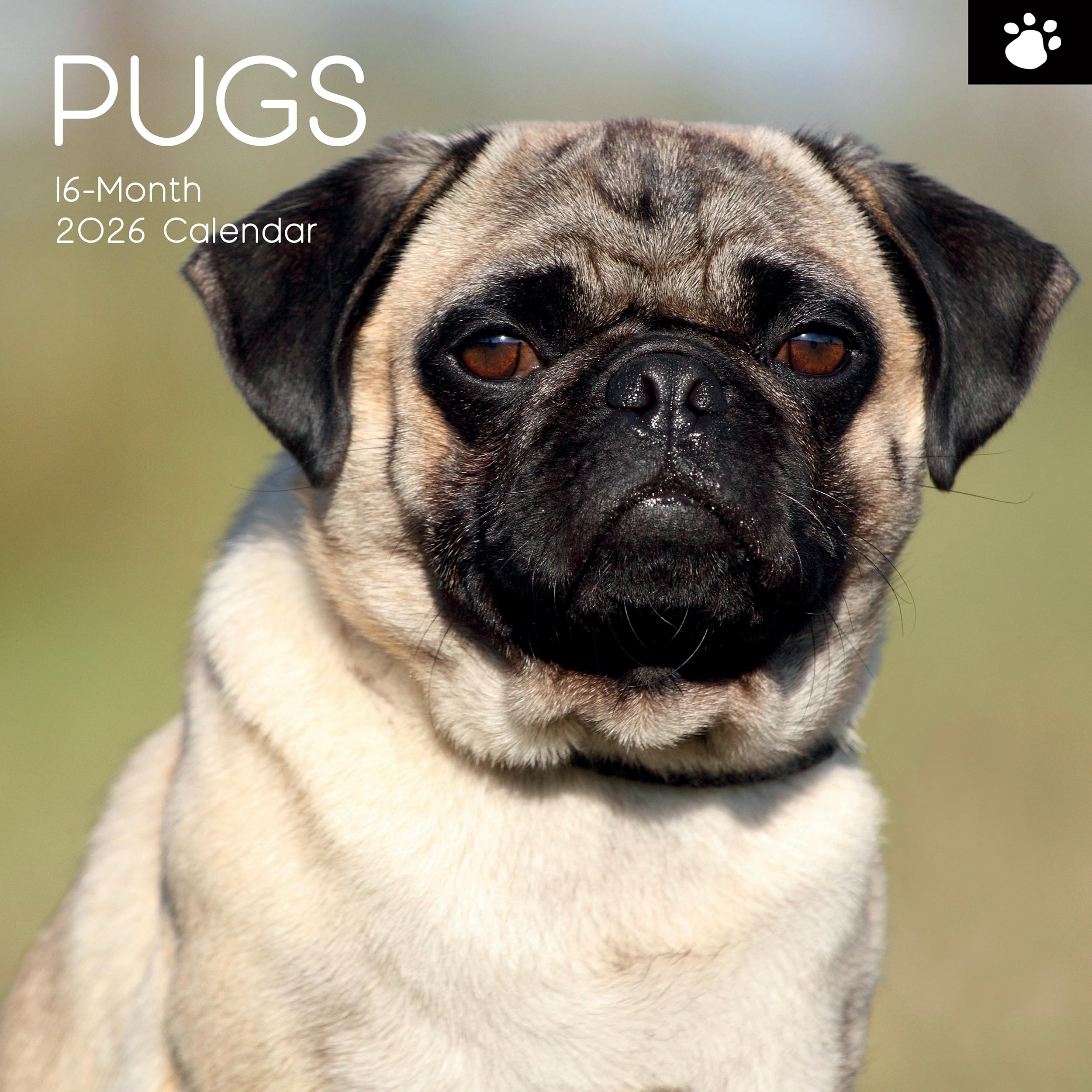 TGSC | Pugs 2026 Calendar 16 Month (Sept 2025-Dec 2026) Family Square Wall Calendar 2026 UK | Planner with Large Grid for Home or Office Organisation - Dogs 2026/2025 Calendar UK