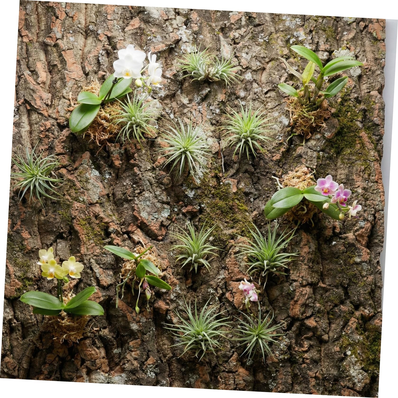 3 Sztuki Szt Naturalna Tła Dekoracja Terrarium Do Wspinaczki dla Gadów Uniwersalne Akcesoria Do Zbiorników z Żółwiami Jaszczurkami Kameleonami i Wężami