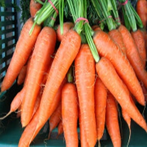 Tuna Burger Sandwiches - //medicalbooks.filipinodoctors.org