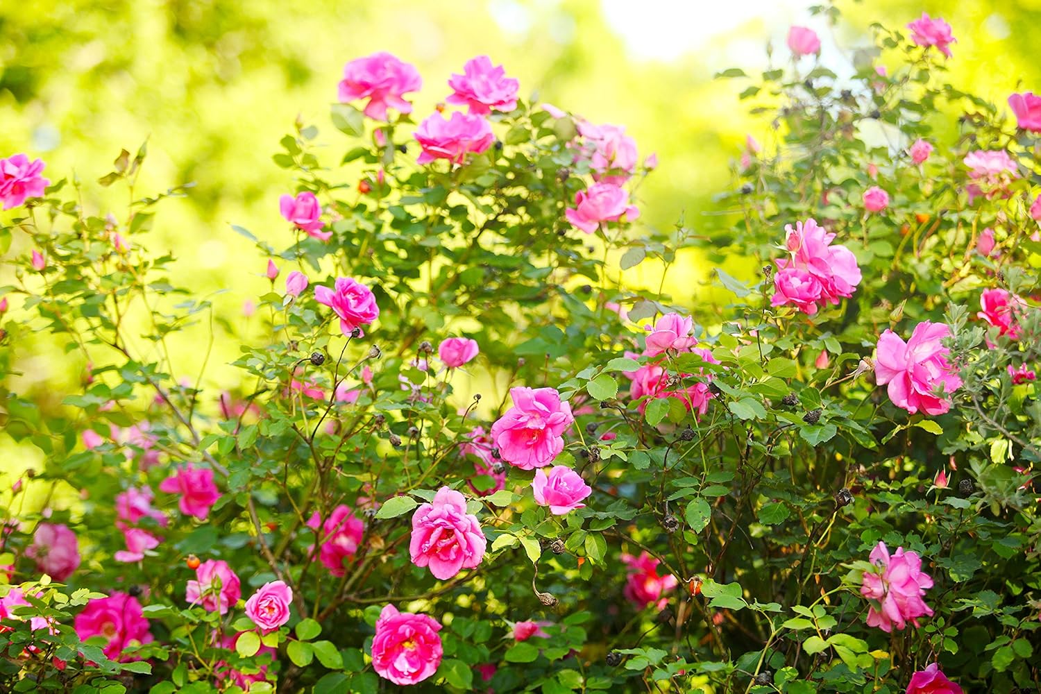 Nelson Plant Food Rose Food for All Types of Roses Climbing Tea Knock Out Grandiflora with Five Sources of Nitrogen NutriStar 18-14-10 (25 LB)