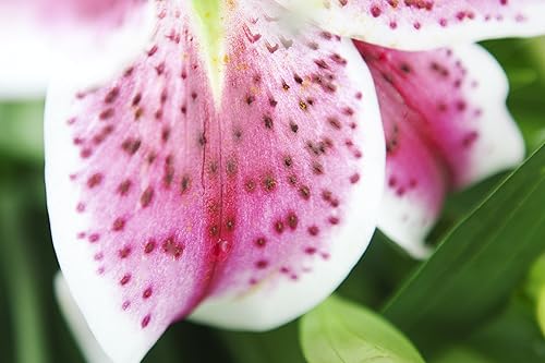 Vista 5 de Stargazer Ramo de lilies, 8 tallos