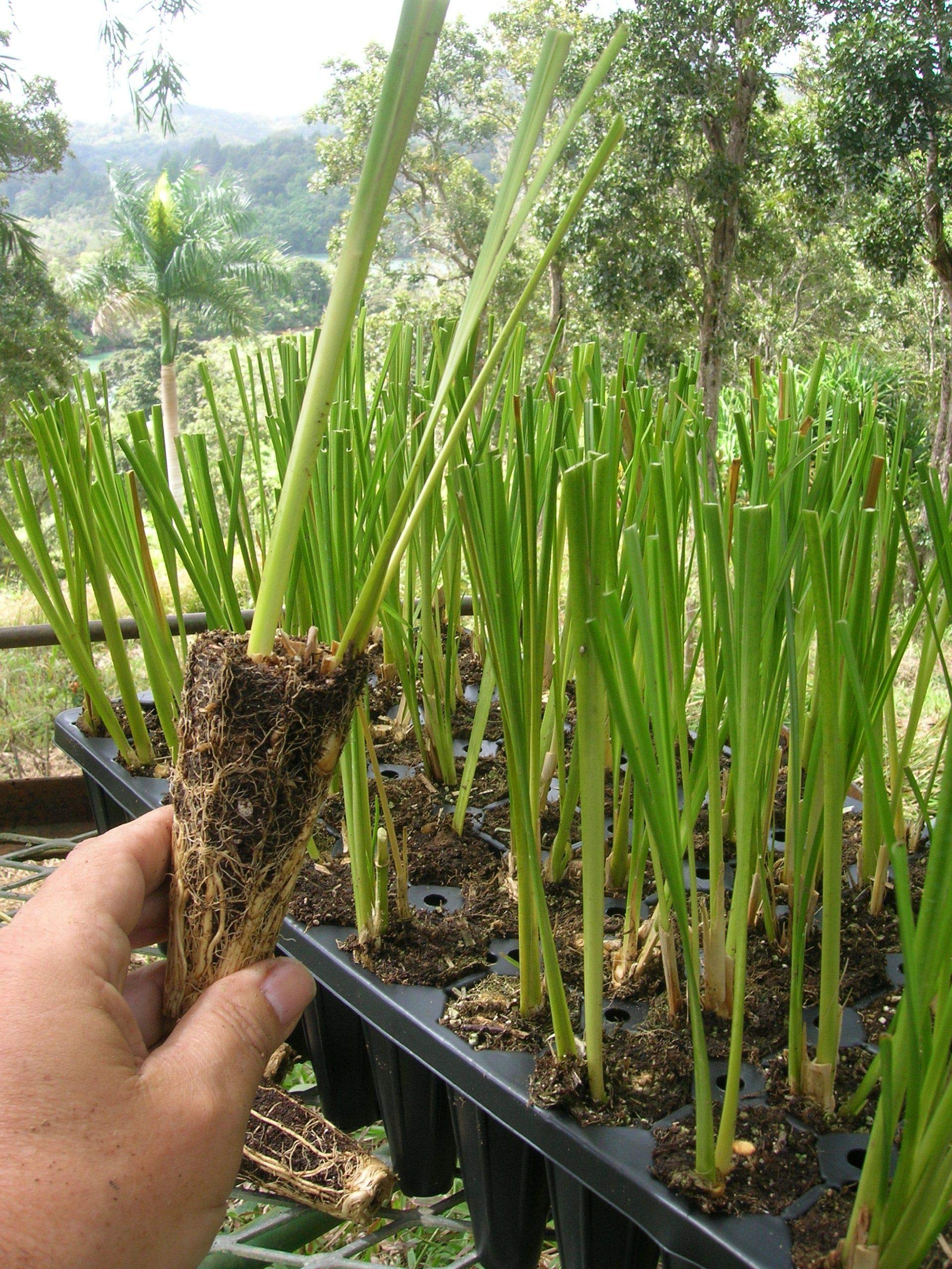 Intagrofarms Vettiver Grass, Khus Plant, Slips/stalks/tillers (Bunch of 10).