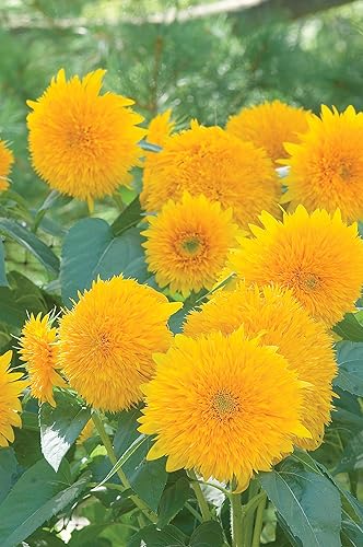 Miniatura 2 de Burpee Teddy Bear Semillas de Girasol 150 semillas