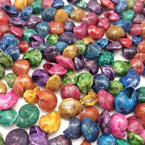 Miniatura 8 de PEPPERLONELY Perla teñida colores surtidos Cardium Tiny Sea Shells, 5 onzas, 34  1-14 pulgadas