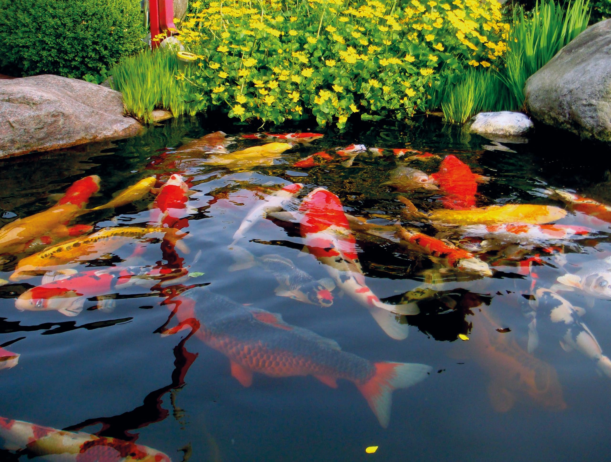 die ganz Neue Generation der Milchsäurebakterien + Probiotika + Vitamine | Vorbeugung gegen Krankheiten bei Koi u. Zierfische Teiche, Gartenteiche, Aquarium - Inhalt: 336 g