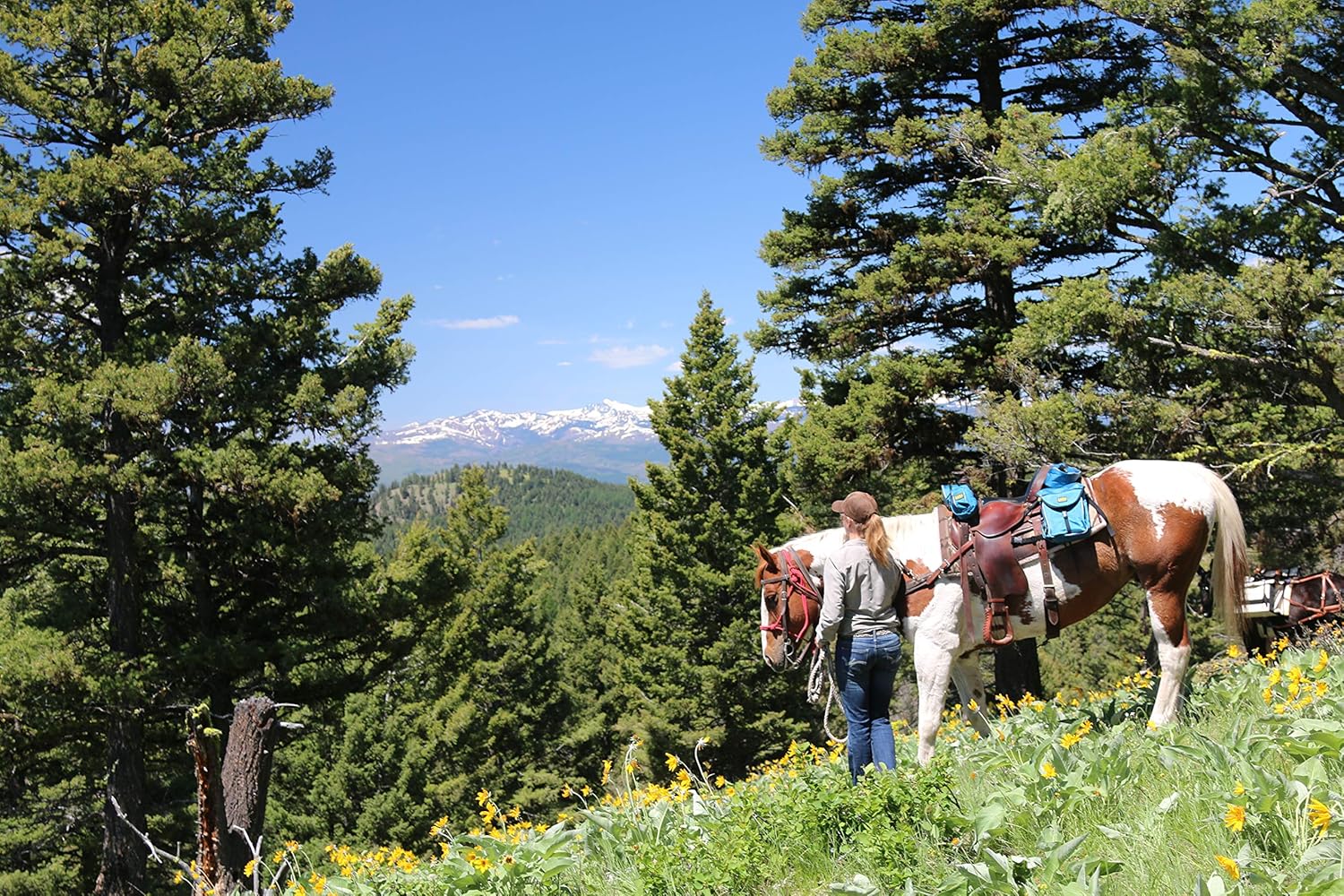 TrailMax 500 Series Deluxe 5-pc Saddlebag System for Horse Trail Riding, with Front Pocket, Rear Saddle Bags, Cantle Bag, Pommel/Horn Pocket & Water Bottle w/Carrying Bag, Black : Horse Saddle Accessories : Sports & Outdoors