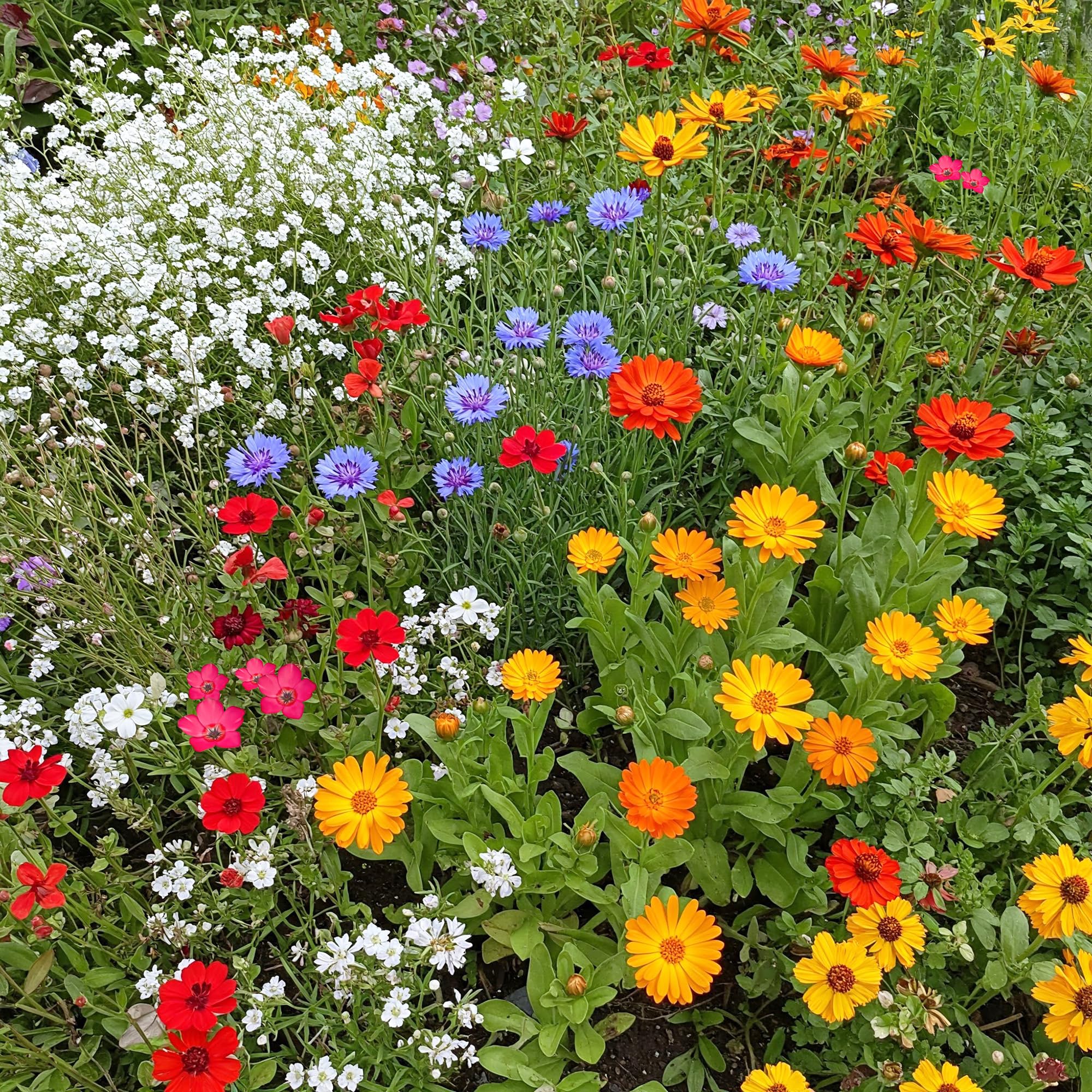 Ferry-Morse Children's Garden Bulk Wildflower Seeds, 650,000+, 1 lb