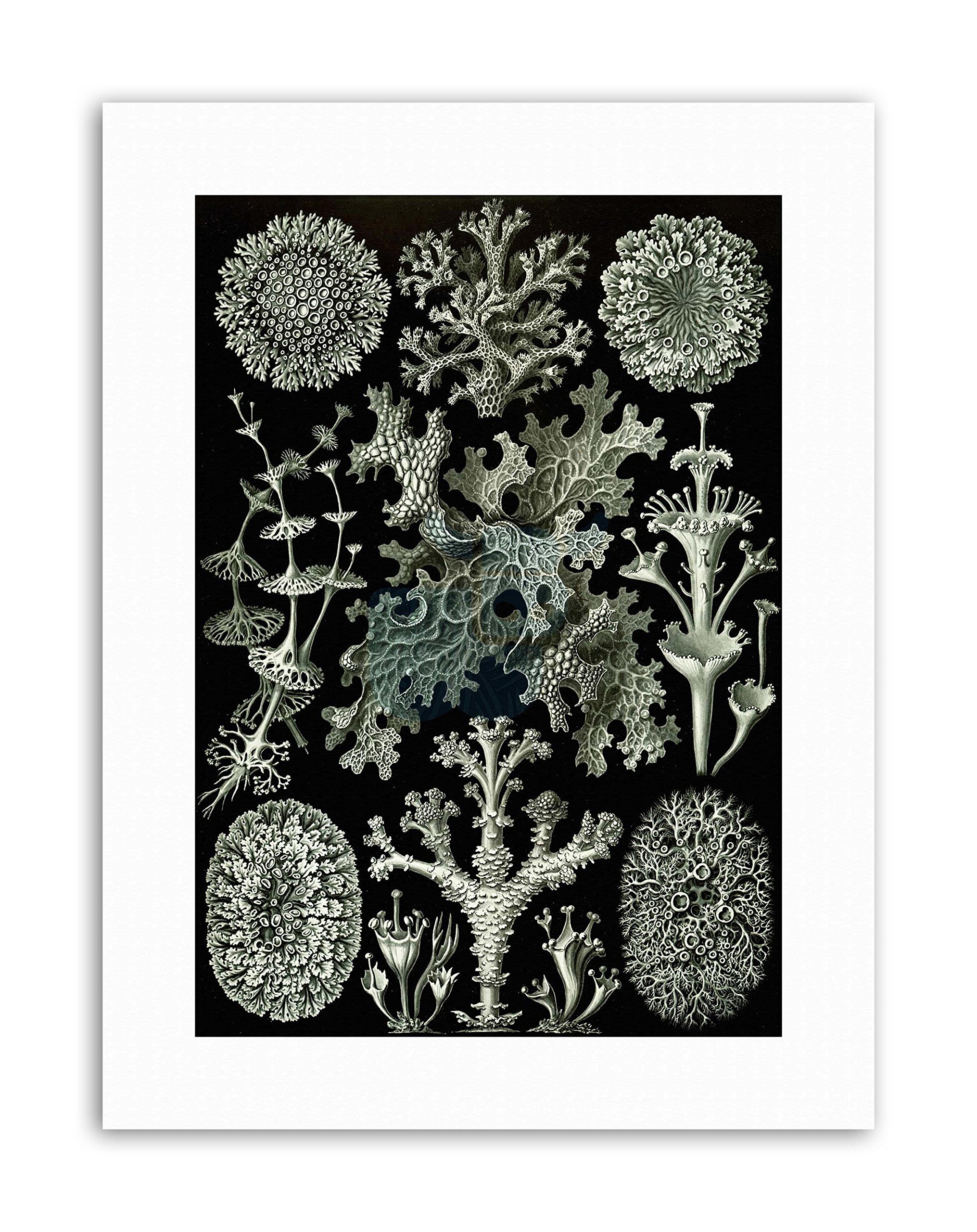 Wee Blue Coo 83rd Plate Ernst Haeckel Kunstformen Der Natur Lichen Canvas Art Print