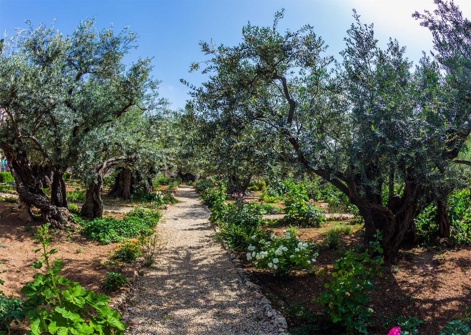 BELECO 6x3m Telo sfondo giardino di Getsemani | Paesaggio Gerusalemme ulivi antichi sfondo decorazione festa biblica banner accessori fotografia Israele