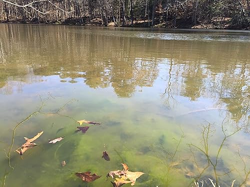 Miniatura 5 de Eliminator Aquatic Herbicida Concentrado - Caja de 4 Galones
